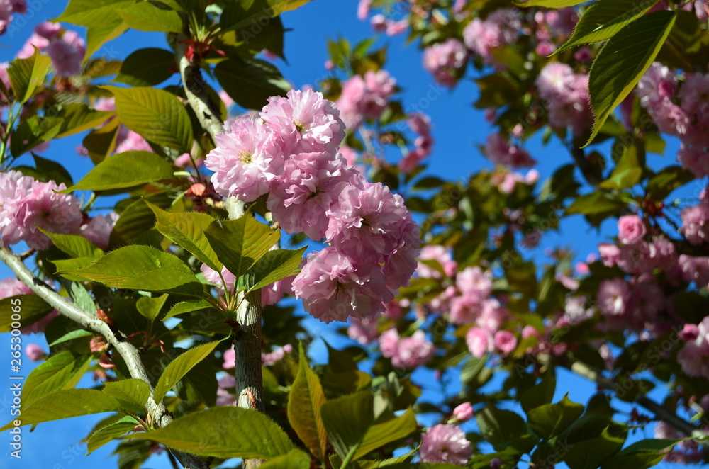 Fluffy pink cherry blossom flowers on branches on the tree Fluffy pink cherry blossom flowers on branches on the tree