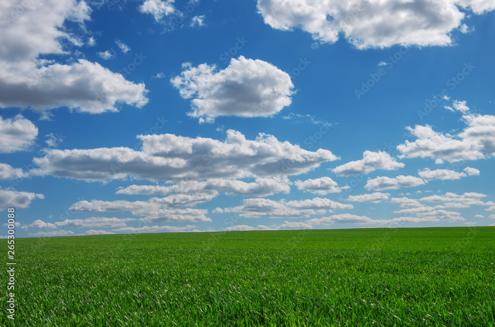Image of green grass field and bright blue sky Image of green grass field and bright blue sky