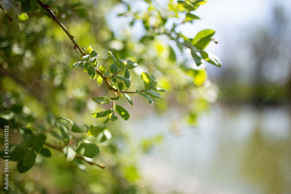 Blurred trees with bokeh in park background, spring summer season Blurred trees with bokeh in park background, spring summer season