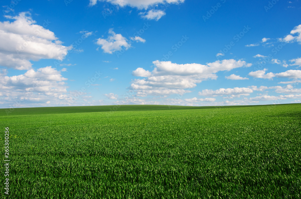 Image of green grass field and bright blue sky Image of green grass field and bright blue sky