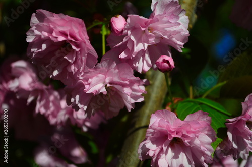 Fluffy pink cherry blossom flowers on branches on the tree