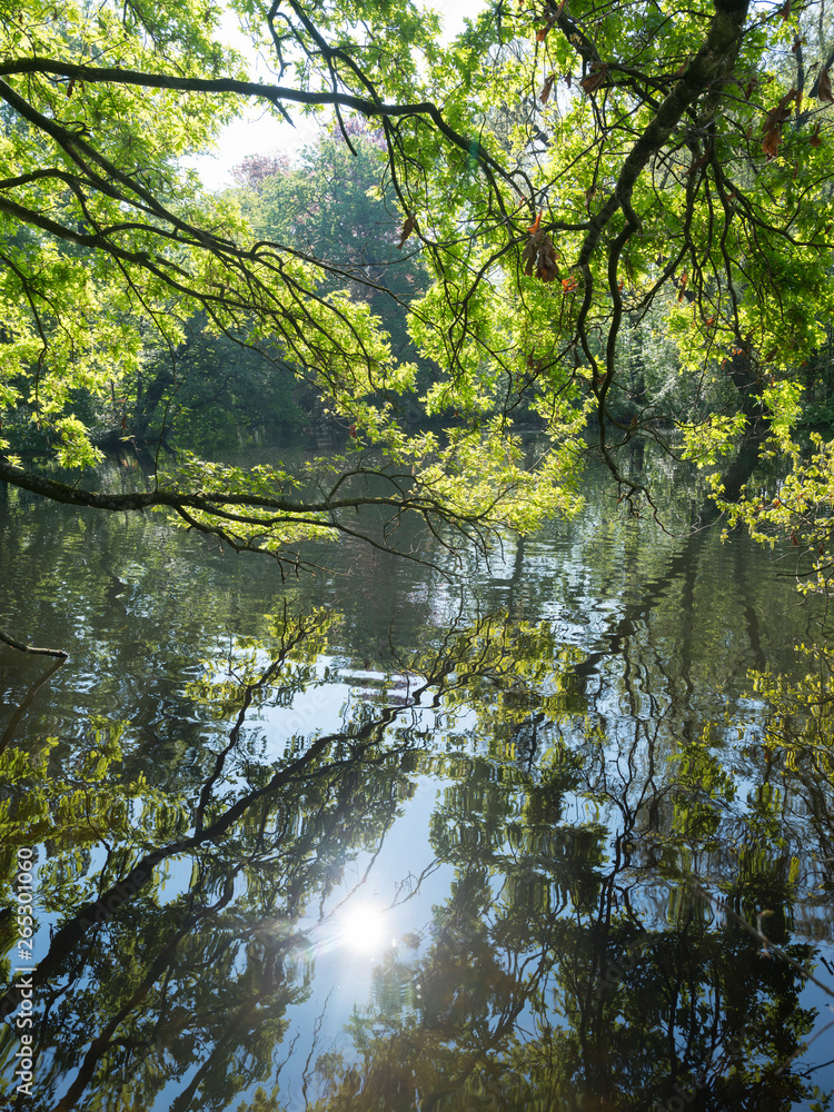 Fototapeta premium fresh leaves of oak tree reflect in water of pond