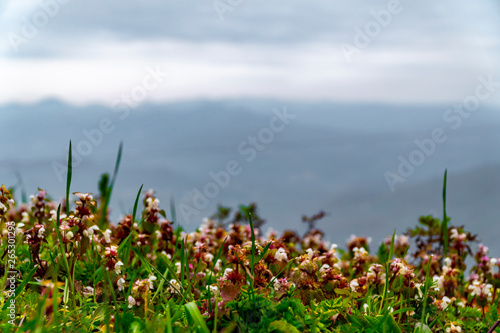 Fototapeta Naklejka Na Ścianę i Meble -  Fantastic green nature, mountains and cloudy sky with spring flowers.