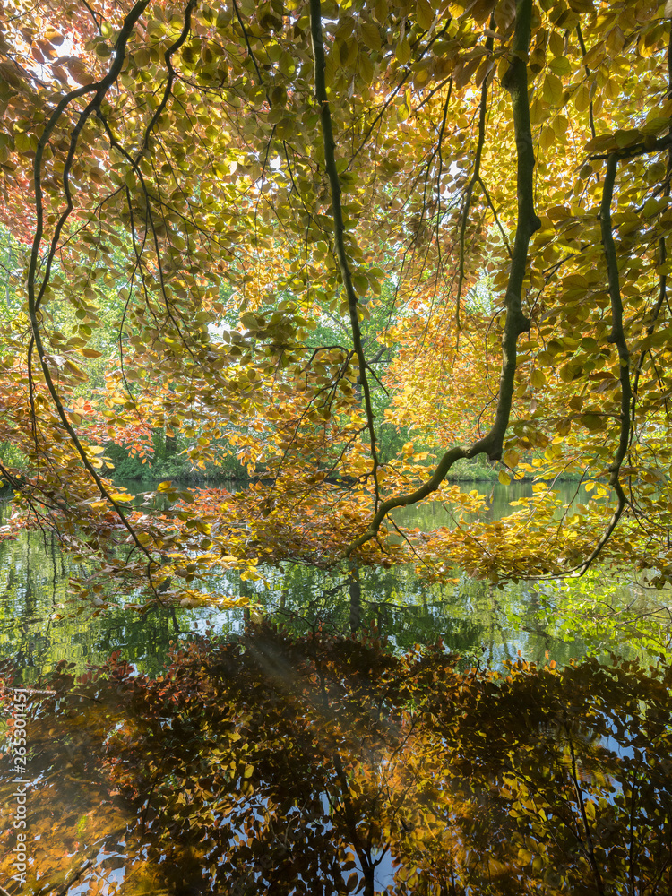 lush vegetation of red beech leaves in spring above water of pond