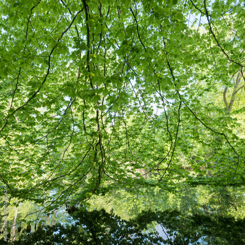 lush vegetation of beech leaves in spring above water of pond lush vegetation of beech leaves in spring above water of pond