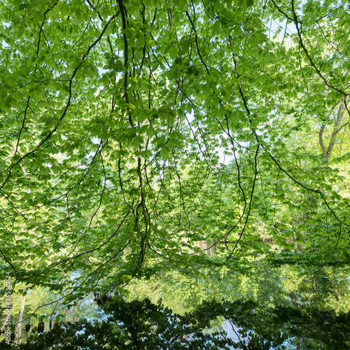 lush vegetation of beech leaves in spring above water of pond