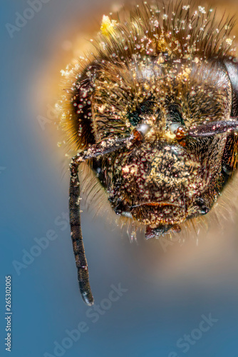 bee (apis mellifera) with pollen on its head