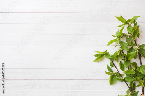 Green twigs of cherry on a white table with copy space.