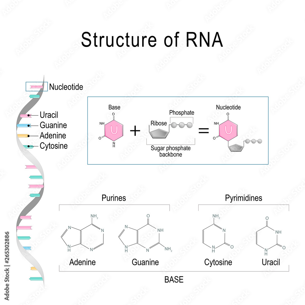 RNA structure. Adenine, Cytosine, uracil, Guanine, Ribose, Nucleotide