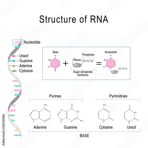 RNA structure. Adenine, Cytosine, uracil, Guanine, Ribose, Nucleotide, Pyrimidine, Purine, and Sugar phosphate backbone.