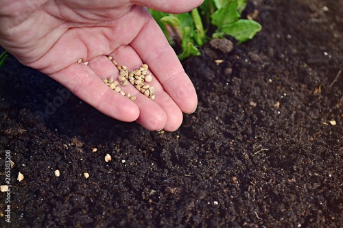 Woman hand planting spinach seeds, farming, gardening, organic food concept. photo