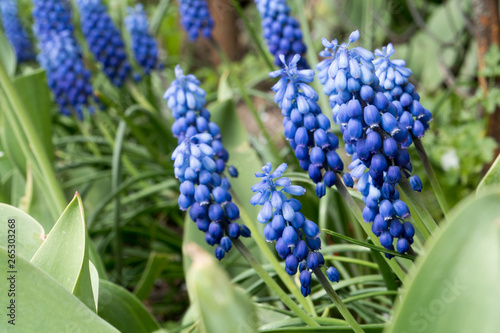 Bluebell spring flowers