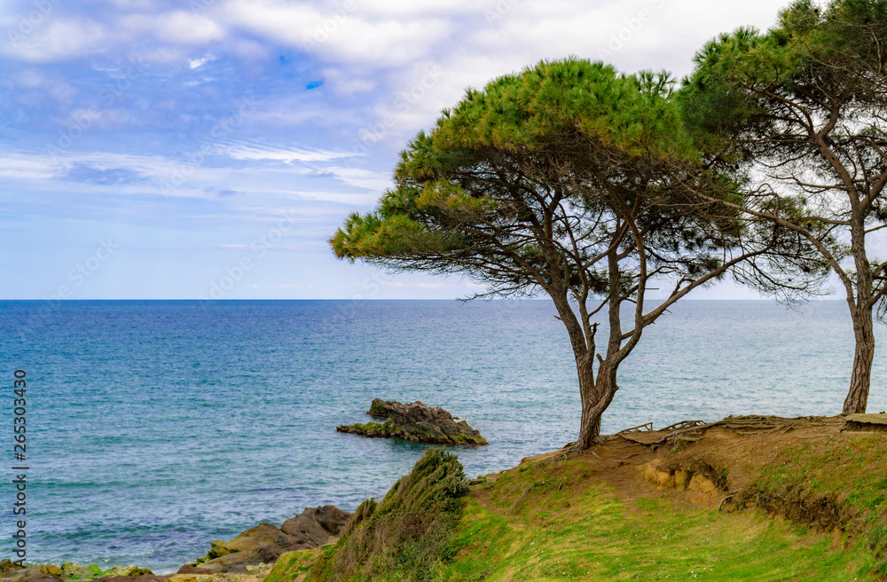 Colorful beach landscape with tree, green leaves, blue sea, mountains and cloudy sky. Colorful beach landscape with tree, green leaves, blue sea, mountains and cloudy sky.
