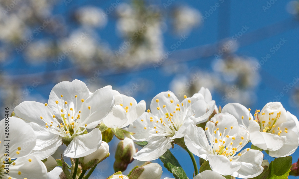 Fototapeta premium Cherry spring beautiful blossom close up on blue sky background