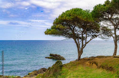 Colorful beach landscape with tree, green leaves, blue sea, mountains and cloudy sky.