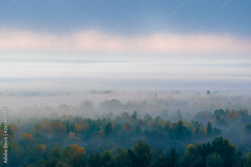 Trees in fog Trees in fog