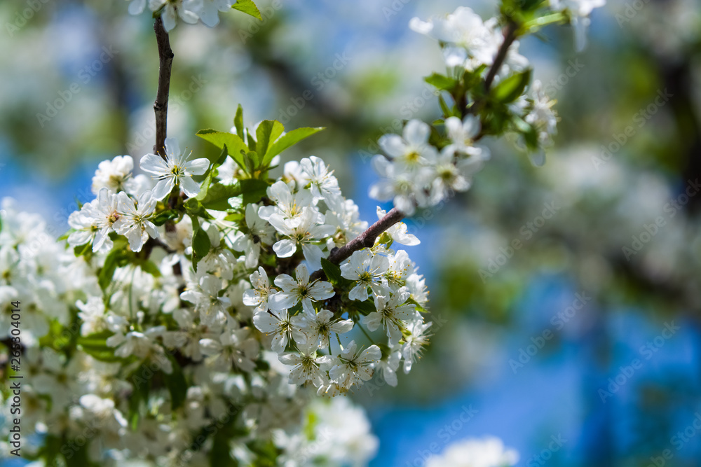 White blossomings on apple-tree branches in sunny and spring day in a garden. Fruit-tree. Small flowers. Background. White blossomings on apple-tree branches in sunny and spring day in a garden. Fruit-tree. Small flowers. Background.