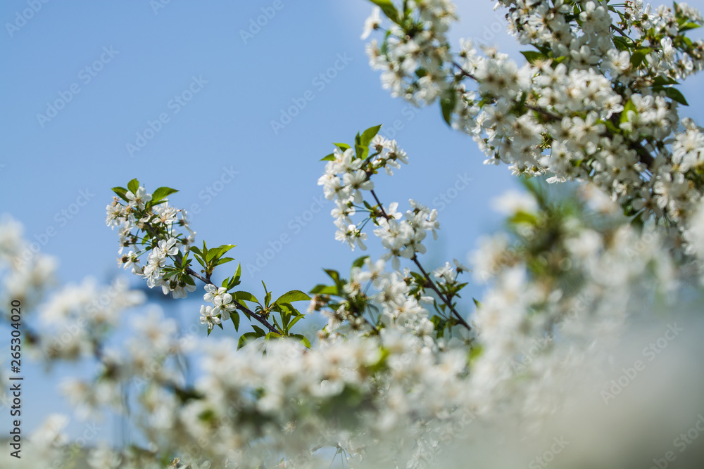 White blossomings on apple-tree branches in sunny and spring day in a garden. Fruit-tree. Small flowers. Background. White blossomings on apple-tree branches in sunny and spring day in a garden. Fruit-tree. Small flowers. Background.