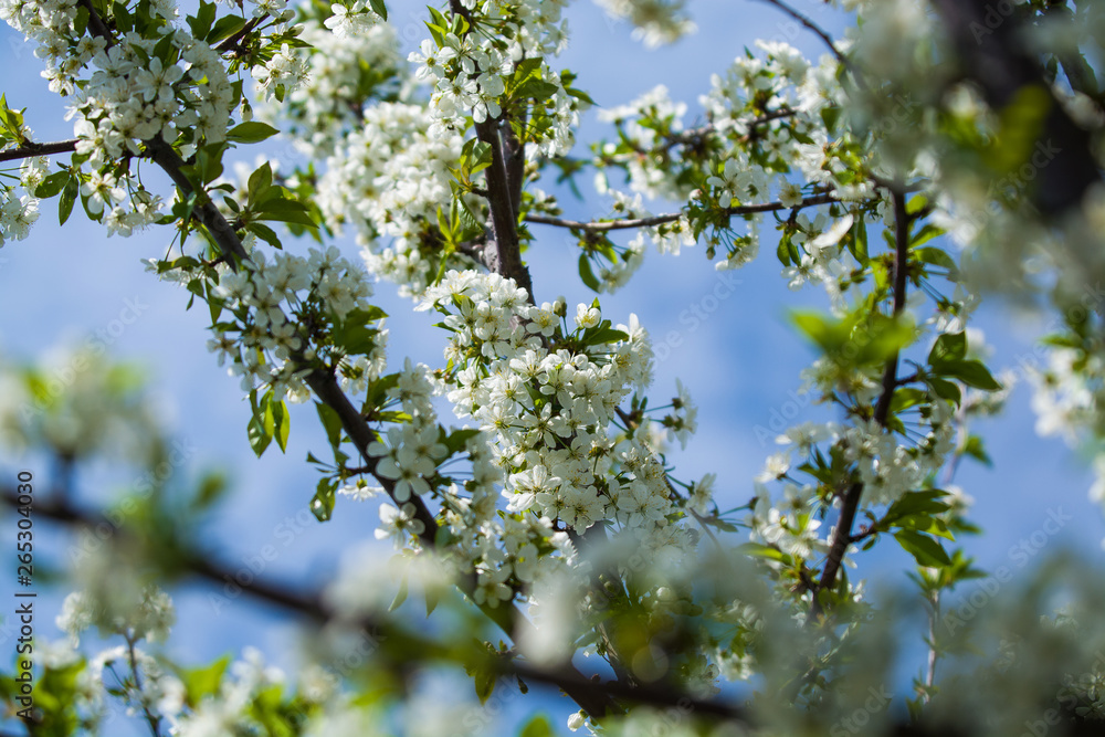 White blossomings on apple-tree branches in sunny and spring day in a garden. Fruit-tree. Small flowers. Background.