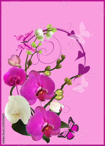 purple orchid curl isolated on pink background