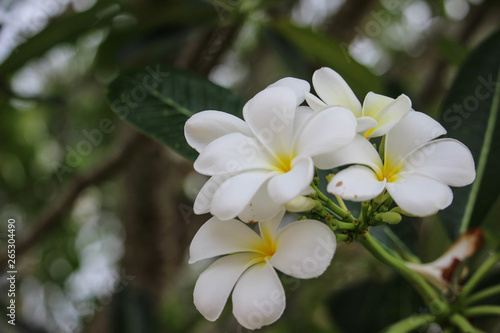 white frangipani flowers © Aman_sejagat