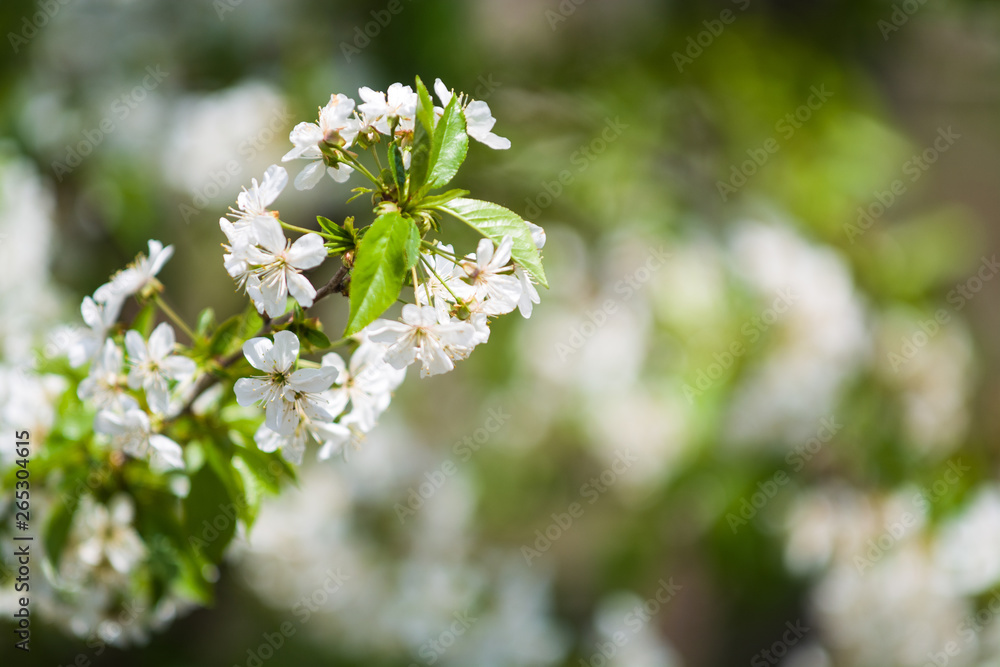 White blossomings on apple-tree branches in sunny and spring day in a garden. Fruit-tree. Small flowers. Background. White blossomings on apple-tree branches in sunny and spring day in a garden. Fruit-tree. Small flowers. Background.