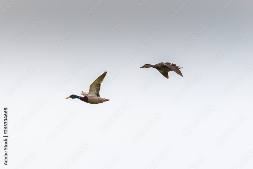 Obraz premium Pair of mallards (male and female) flying in the sky during sunset in Rodopi, Greece