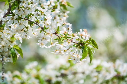White blossomings on apple-tree branches in sunny and spring day in a garden. Fruit-tree. Small flowers. Background.