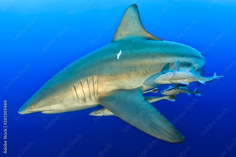 Oceanic black tip shark Stock Photo | Adobe Stock