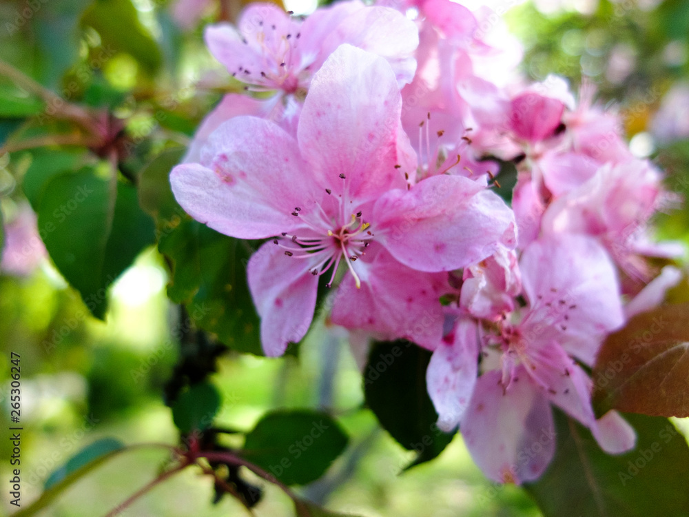 branch of pink flowered tree in spring close up