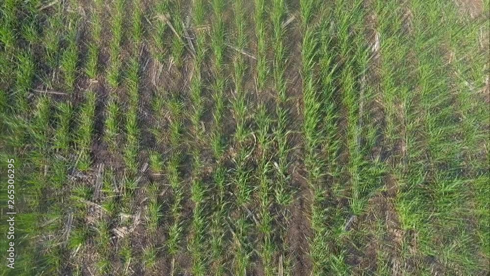 Field Of Winter Wheat Field Of Winter Wheat
