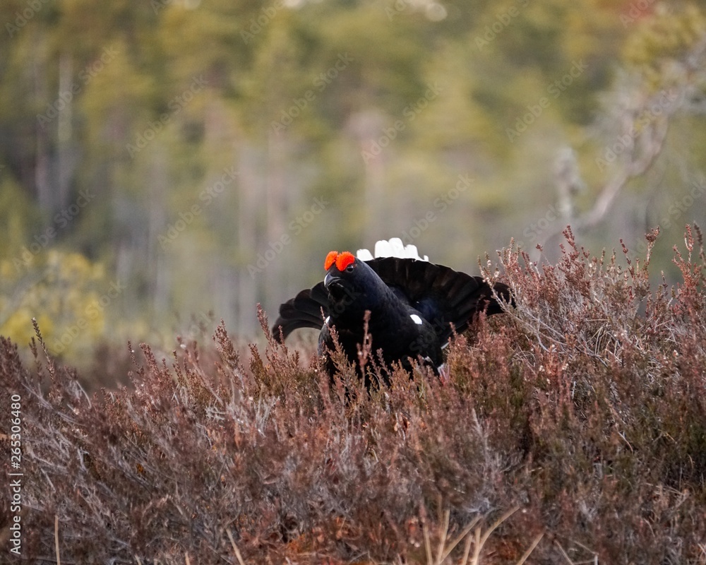 The Black Grouse The Black Grouse