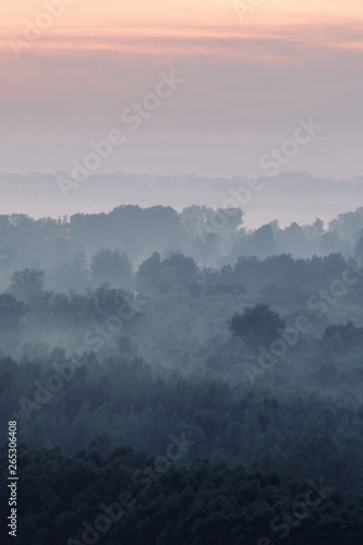 Wallpaper Mural Mystical view on forest under haze at early morning. Eerie mist among layers from tree silhouettes in taiga under predawn sky. Atmospheric minimalistic landscape of majestic nature in faded blue tones Torontodigital.ca