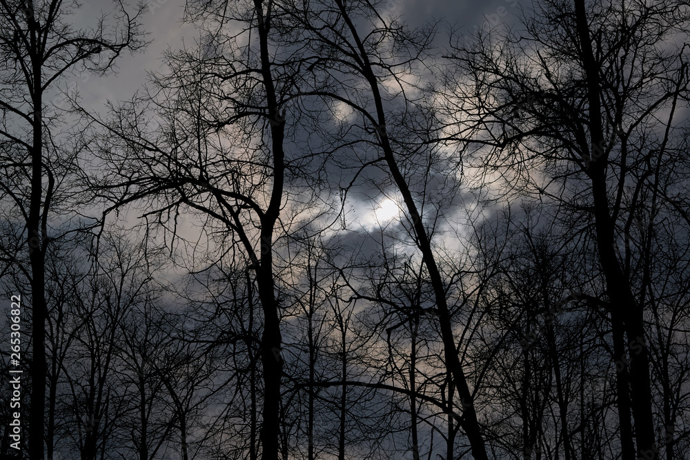Scary night forest. The moon shines through the clouds. Silhouettes of trees and branches against the night sky. Bare trees without leaves. Scary night forest. The moon shines through the clouds. Silhouettes of trees and branches against the night sky. Bare trees without leaves.