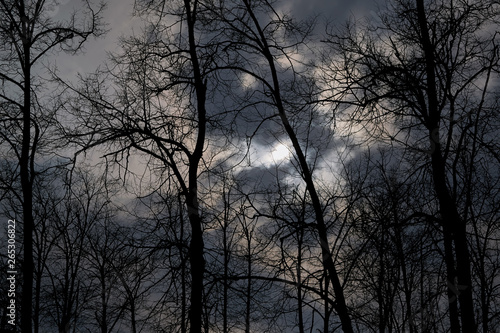 Scary night forest. The moon shines through the clouds. Silhouettes of trees and branches against the night sky. Bare trees without leaves.