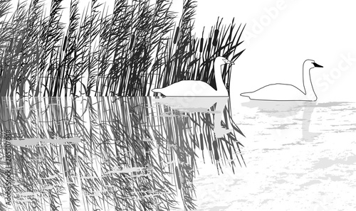 two swan sketches in reed on white