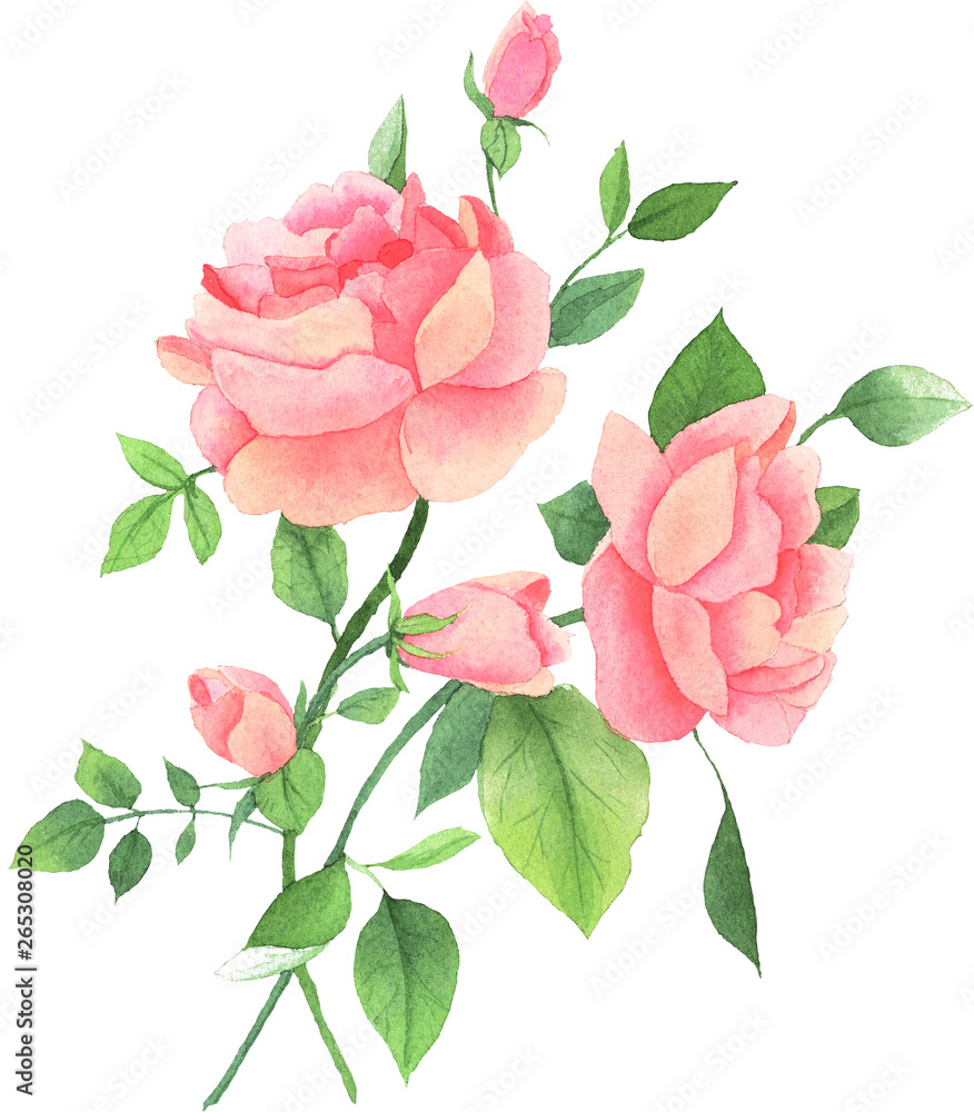 Pink watercolor roses isolated on a white background. Hand-drawn illustration