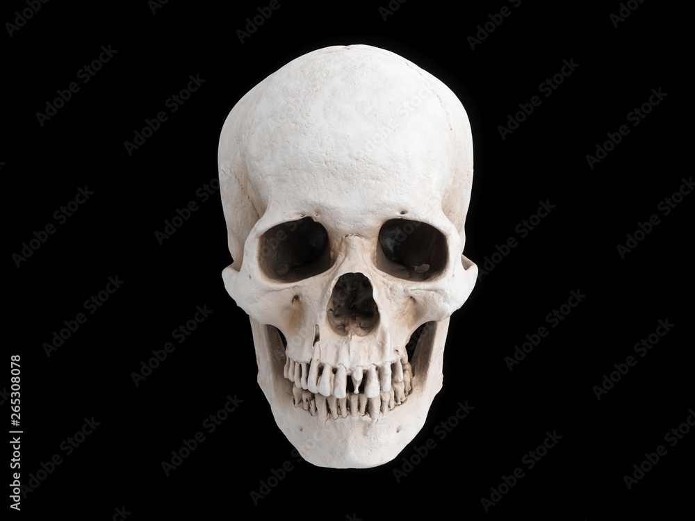 3D rendering skull isolated 3D rendering skull isolated