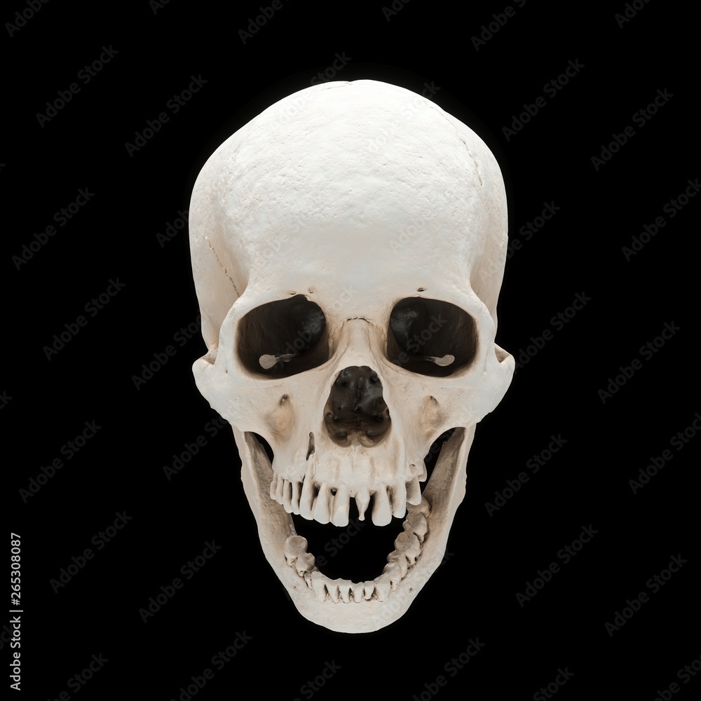 Obraz premium 3D rendering skull isolated