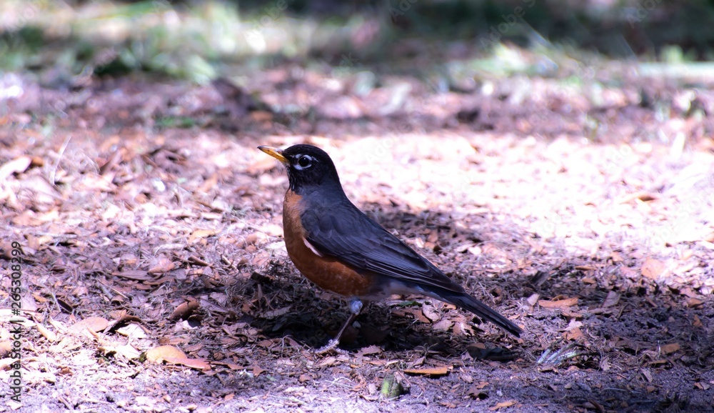 Obraz premium Pretty Robin