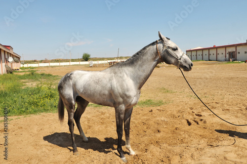 Horse in Turkmenistan © IV. Murat