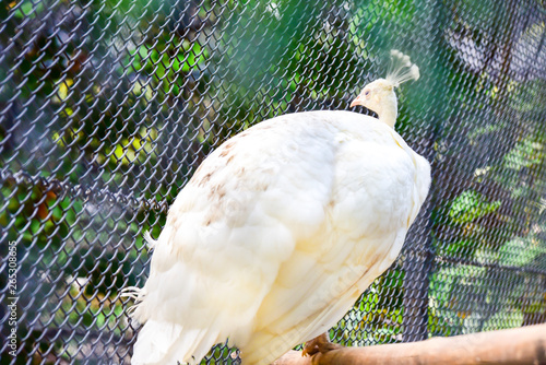 Chai nat Thailand December 26 2019 see birds at Chai NAT Bird Park is a place of chainat province. Bird cage is the biggest in Asia, covering an area of 26 hectares and contains various species birds. photo