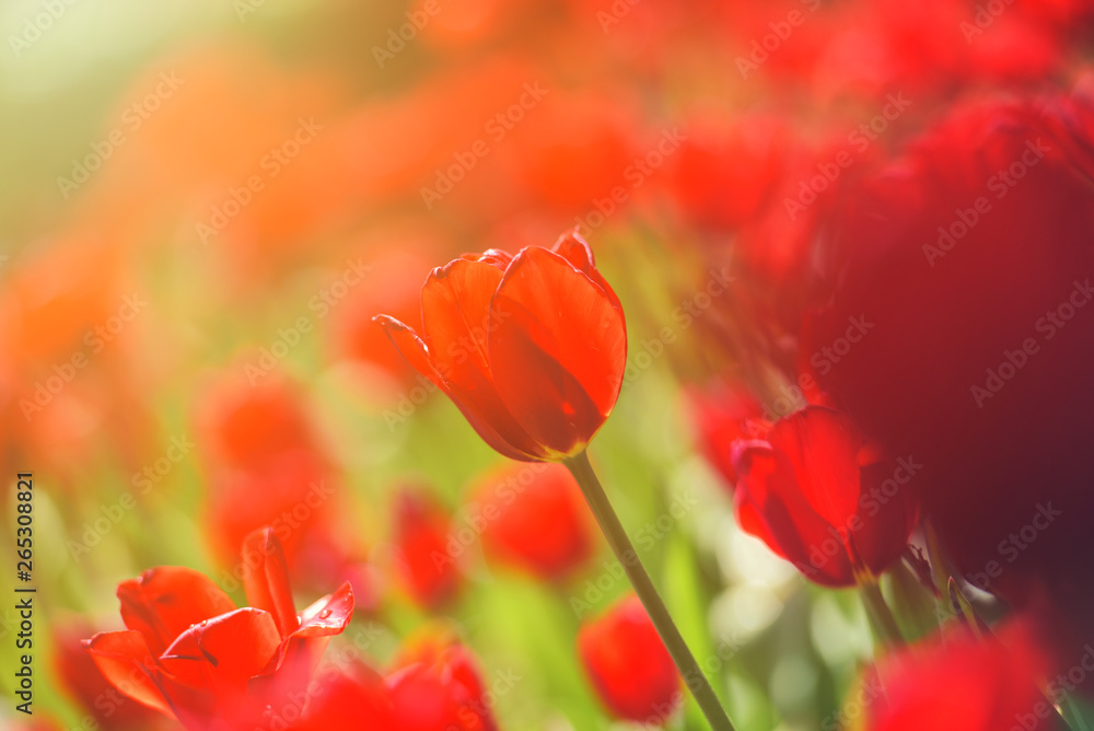 Obraz premium Colorful tulip field, summer flowerwith green leaf with blurred flower as background