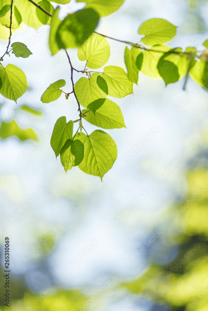 Background of spring green leaves in the rays of the sun. Background of spring green leaves in the rays of the sun.