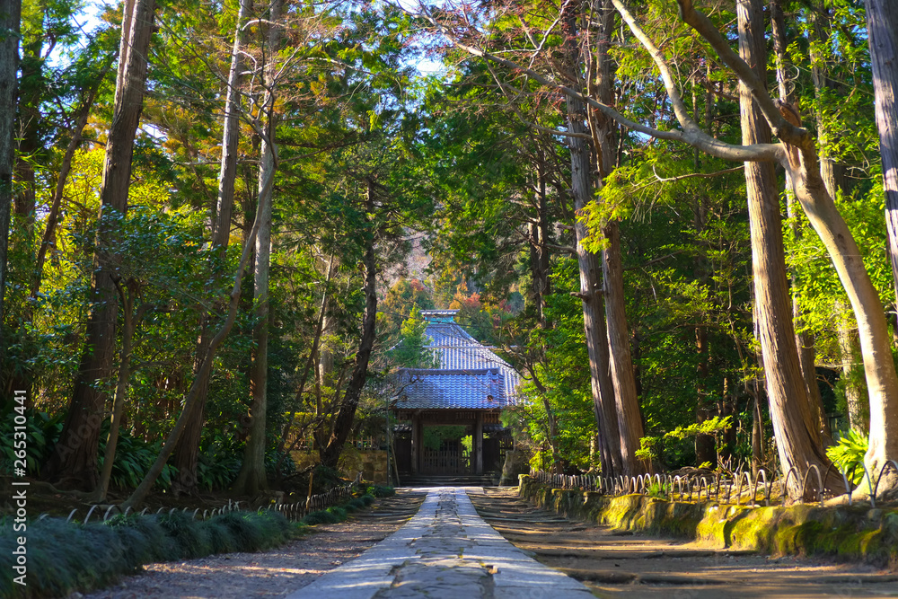 鎌倉 寿福寺