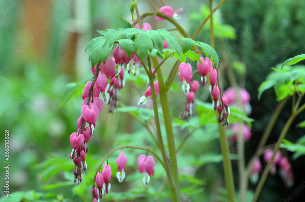 Dicentra spectabils - Bleeding Heart Flowers in sunny day.