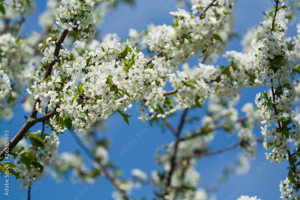 White blossomings on apple-tree branches in sunny and spring day in a garden. Fruit-tree. Small flowers. Background. White blossomings on apple-tree branches in sunny and spring day in a garden. Fruit-tree. Small flowers. Background.