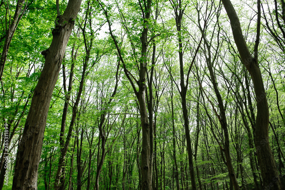 Obraz premium Forest Background