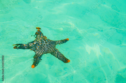 stella marina oceano tailandia © Kateryna Kovarzh