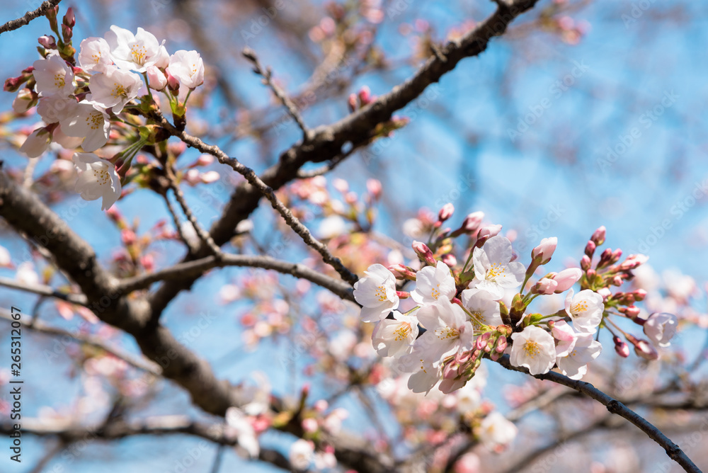 Branch full of Cherry Flowers in Blossom against Blue Sky. Selective Focus.